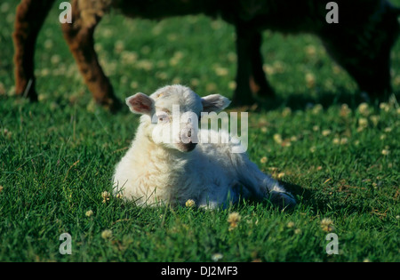 / Walachenschaf Skudde Agneau, mouton domestique (Ovis orientalis bélier), Skudde-Walachenschaf Walachenschafbock, intersection, mélanger, Banque D'Images