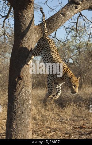 Leopard (Panthera pardus) saute d'un arbre Banque D'Images