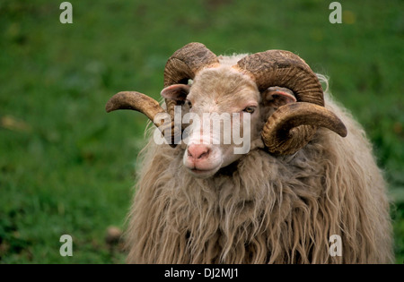 Walachenschaf Hausschaf (Ovis orientalis, bélier), le mouflon (Ovis orientalis orientalis) Banque D'Images