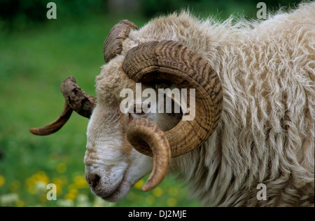 Walachenschaf Hausschaf (Ovis orientalis, bélier), le mouflon (Ovis orientalis orientalis) Banque D'Images