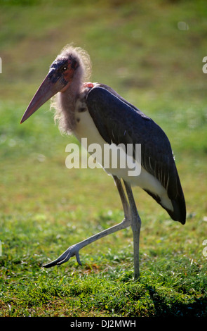 Marabou Stork (crumeniferus Flamant rose (Phoenicopterus ruber), Flamant rose (Phoenicopterus ruber crumeniferus (MARABU) Banque D'Images