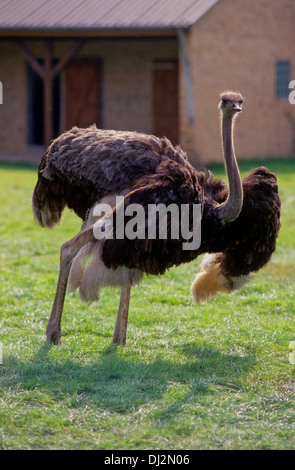 Afrikanischer Strauß (Struthio camelus), Common Ostrich (Struthio camelus) Banque D'Images