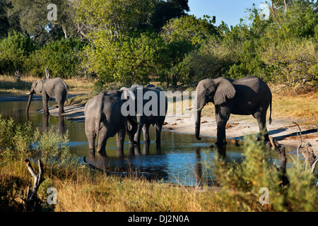 Les éléphants de l'eau potable à un étang près du Camp Savute Elephant par Orient Express au Botswana dans le Parc National de Chobe. Banque D'Images