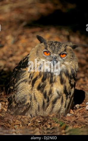 Uhu (Bubo bubo lacteus), Office eurasien (Bubo bubo) Banque D'Images