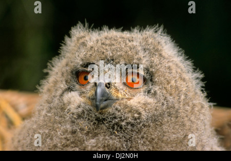 Uhu (Bubo bubo), Jungtier 3 Monate alt, Bubo bubo lacteus (eurasien), Cub 3 mois Banque D'Images