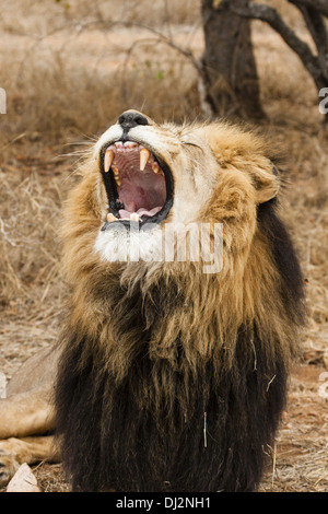 Le bâillement lion (Panthera leo) Banque D'Images