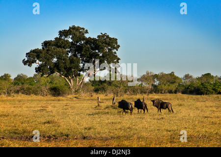 Certains gnous galopent près du camp Savute Elephant Camp par Orient Express au Botswana dans le Parc National de Chobe. Banque D'Images