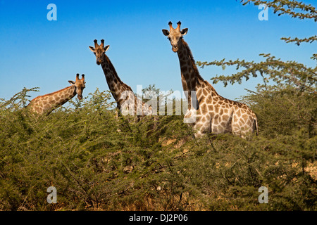 Au cours de la partie, nous trouvons de nombreux groupes safari girafes près du camp Savute Elephant Camp par Orient Express au Botswana Chobe dans Banque D'Images