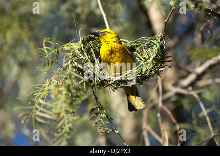 Cape weaver Ploceus capensis, Banque D'Images