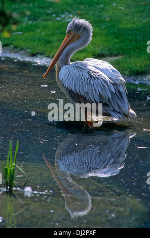 Pélican à dos rosé (Pelecanus rufescens), Rötelpelikan (Pelecanus rufescens) Banque D'Images