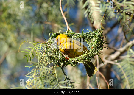 Cape weaver Ploceus capensis, Banque D'Images