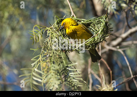 Cape weaver Ploceus capensis, Banque D'Images