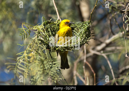 Cape weaver Ploceus capensis, Banque D'Images