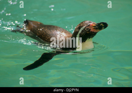 Humboldt-Pinguin (Spheniscus humboldti), Humboldtpinguin, Humboldt Penguin, Pingouin péruvien Banque D'Images