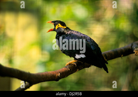 Hill myna commun (Gracula religiosa), hill myna, Mittelbeo (Gracula religiosa intermedia) Banque D'Images