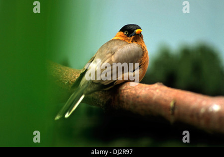 Brahminy Starling Brahminy, Myna (Sturnia pagodarum), Pagodenstar (Sturnus pagodarum) Banque D'Images