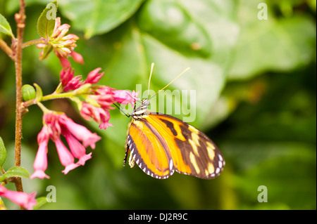 Heliconius hecale Banque D'Images