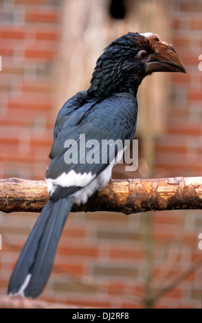 (Bycanistes bucinator calao trompette), Trompeterhornvogel (Bycanistes buccinator) Banque D'Images