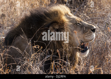 Lion (Panthera leo) Banque D'Images