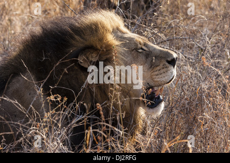 Lion (Panthera leo) Banque D'Images