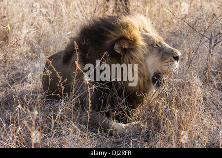 Lion (Panthera leo) Banque D'Images