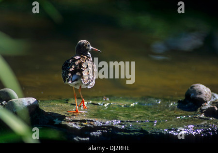 Le Combattant varié (Philomachus pugnax), Kampfläufer (Philomachus pugnax) Banque D'Images