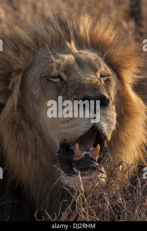 Lion (Panthera leo) en mode Portrait Banque D'Images