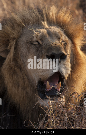 Lion (Panthera leo) roaring Banque D'Images