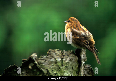 Sizerin flammé (Carduelis flammea), Birkenzeisig (Acanthis flammea Carduelis flammea), (), Leinfink Banque D'Images