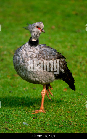 (Chauna torquata Kamichi sud), Crested Screamer, Halsband-Wehrvogel (Chauna torquata), Tschaja, Halsband-Tschaja Banque D'Images