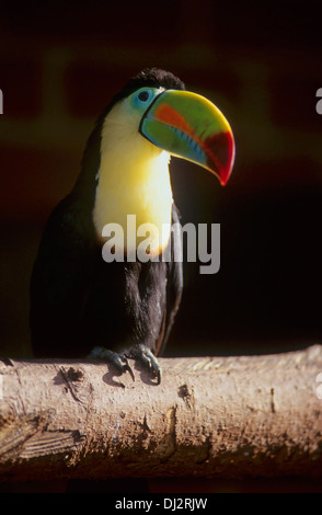 Toucan à carène, soufre-breasted Toucan, Toucan à Arc-en-ciel (Ramphastos sulfuratus, Fischertukan), Regenbogentukan Banque D'Images