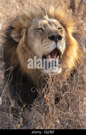 Lion (Panthera leo) roaring Banque D'Images