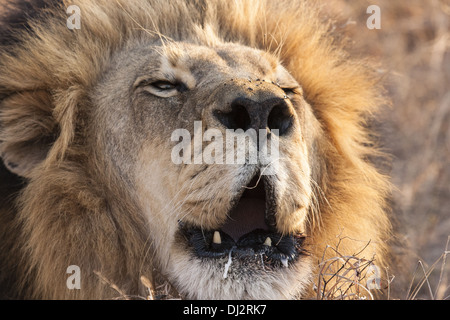 Lion (Panthera leo) roaring Banque D'Images