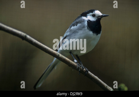 Bergeronnette grise (Motacilla alba), Bachstelze (Motacilla alba) Banque D'Images