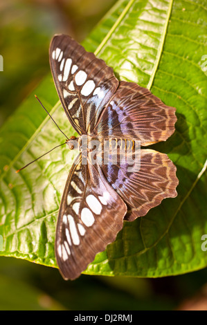 Parthenos sylvia lilacinus Clipper bleu Banque D'Images