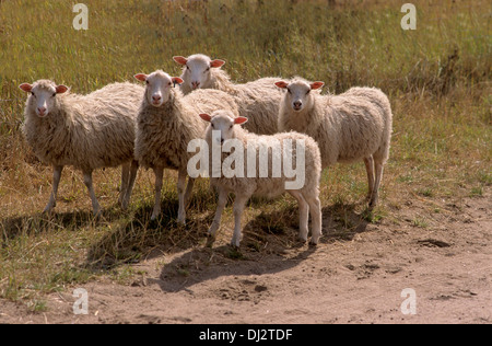 Moorschnucke Hornlose Heidschnucke, Weiße, blanc interrogées Heath Banque D'Images