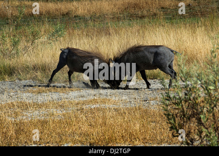 Une paire de phacochères rendre le combat alors que safari à pied effectuées dans les environs du Camp Eagle Island Camp par Orient Express. Banque D'Images