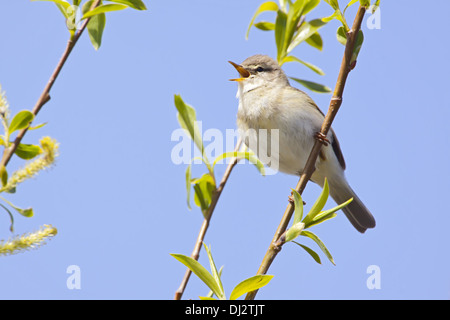 Willow Warbler Phylloscopus trochilus, Banque D'Images