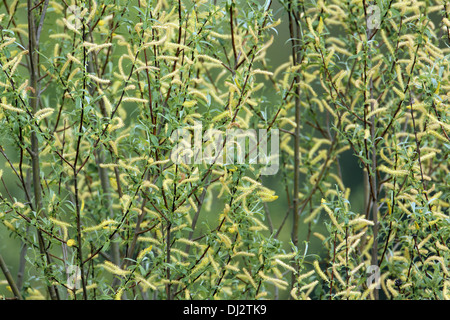 White Willow, Salix alba, chatons femelles Banque D'Images