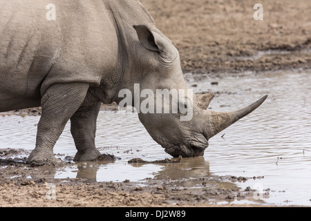 Le rhinocéros blanc (Ceratotherium simum) à l'eau hol Banque D'Images