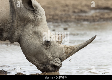 Le rhinocéros blanc (Ceratotherium simum) à l'eau hol Banque D'Images