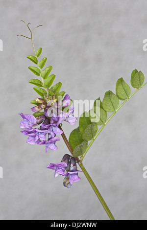 Vicia sepium, Bush Vetch Banque D'Images