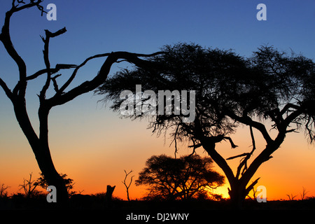 Les derniers rayons du soleil contre-jour nous laisser un beau coucher du soleil près du Camp Savute Elephant Camp par Orient Express au Botswana, Chobe Banque D'Images