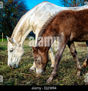 Chevaux à l’extérieur Banque D'Images