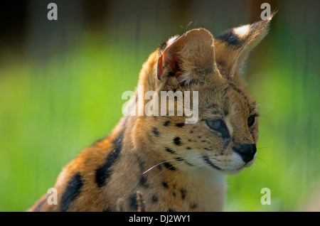 Serval (Leptailurus serval) Banque D'Images