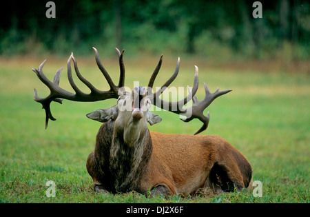 Red Deer (Cervus elaphus) la saison du rut, hurlant, Rothirsch (Cervus elaphus), Rothirsch zur Brunftzeit, schreiend Banque D'Images