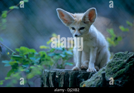 Fennec fennec, fox (Vulpes zerda), Fennek (Vulpes zerda) Wüstenfuchs Banque D'Images