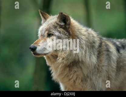 Vallée du Mackenzie wolf (Canis lupus occidentalis), Wolf, Mackenzie-Wolf (Canis lupus occidentalis) Banque D'Images