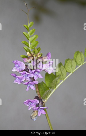 Vicia sepium, Bush Vetch Banque D'Images