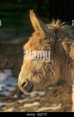 Les ânes, ânes miniatures dans le paddock, Sarde âne nain, Esel, Zwergesel, dans der Koppel, Sardinischer Zwergesel Banque D'Images